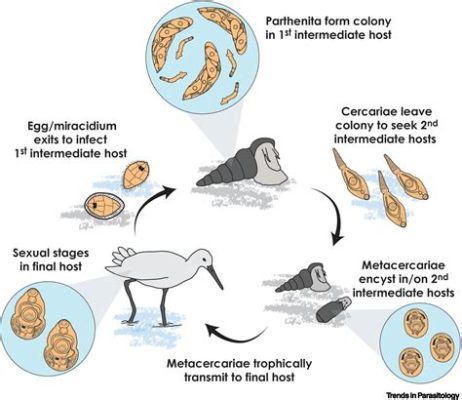  Echinostoma: En parasit med ett otroligt långt och slingrande livslopp!