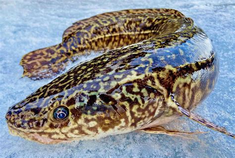  Eelpout! En fisk som älskar det mörka och har en smak för små kräftdjur