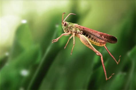  Gräshoppan: En Hoppande Konstnär Med Flöjliknande Vingslag!