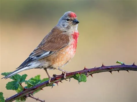  Linnet! En liten fågel med ett stort hjärta och en sång som kan glädja även den mest skeptiske musikälskare