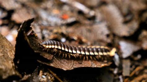  Millipede! Discover Its Remarkable Ability To Regenerate Legs While Thriving In Dark, Moist Environments