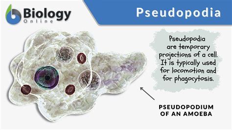  Reticularia! En fascinerande Amoebozoa som simmar med hjälp av pseudoponder och konsumerar bakterier genom fagocytose