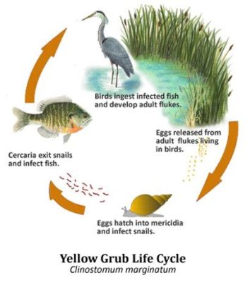  You Guessed It! Yellow Grub Parasite Lives An Amazingly Complex Life 