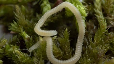  Harshfields Millipede: Discover the Curious Crawlers Hiding Beneath Fallen Leaves!