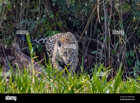  Jaguar! En Gigant Med Fläckar Som Glider Tyst Genom Djungeln Och Jaktens Könst av Slinkande Och Snabba Attacker