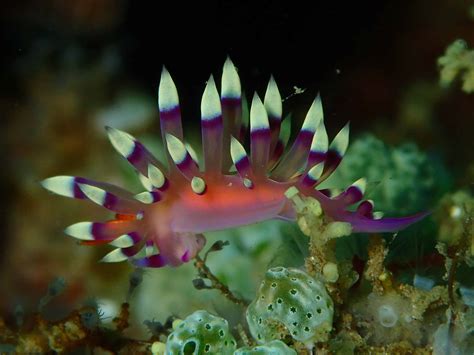  Nudibranch – En Färgstark Sjökatt Med Ett Liv Fult av Vackra Äventyr!